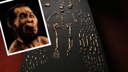 Increíble descubrimiento para la humanidad: el ‘Homo nadeli’