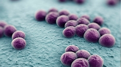 Superbacteria inmune a los antibióticos más poderosos se propaga peligrosamente por el mundo