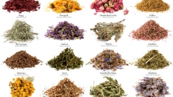 Las farmacias y boticas se irán a la QUIEBRA si conoces a la perfección a estas PLANTAS MEDICINALES.