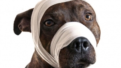 Promulgan Ley de Protección animal, maltratadores de animales irán a prisión