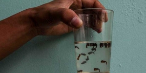 ALERTA GLOBAL: OMS acaba de declarar al virus ZIKA como emergencia de salud pública