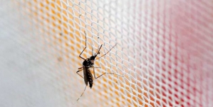 China prepara un EJÉRCITO de mosquitos genéticamente modificados para ganar la guerra en contra del virus ZIKA
