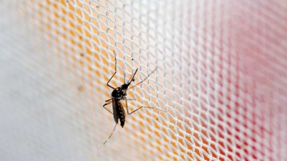 China prepara un EJÉRCITO de mosquitos genéticamente modificados para ganar la guerra en contra del virus ZIKA