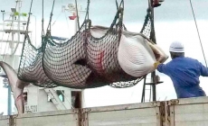 CRIMEN: JAPÓN ASESINÓ A 210 BALLENAS EMBARAZADAS