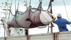 CRIMEN: JAPÓN ASESINÓ A 210 BALLENAS EMBARAZADAS