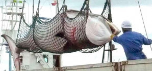 CRIMEN: JAPÓN ASESINÓ A 210 BALLENAS EMBARAZADAS