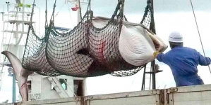 CRIMEN: JAPÓN ASESINÓ A 210 BALLENAS EMBARAZADAS