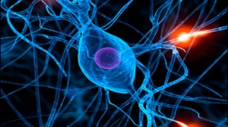 Nueva inyección de proteínas revierte los síntomas del Alzheimer en ratones en sólo una semana