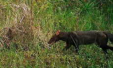 Capturan en una fotografía a majestuoso PERRO SALVAJE en la inhóspita selva de PUNO, PERÚ.