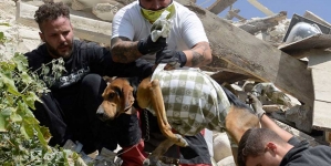 La historia de los perros rescatistas y rescatados tras el devastador terremoto de Italia (FOTOS)