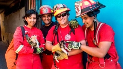 Compañía de Bomberos Lima 4 crea brigada de rescate animal