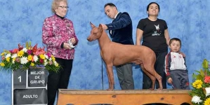 Perro peruano sin pelo obtiene nuevo premio en concurso en Chile