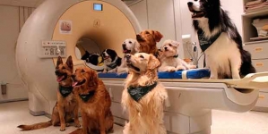 Los perros entienden lo que les decimos, y cómo lo decimos, según los científicos