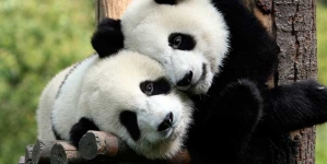 ¡Buena noticia! El panda gigante ya no es más una especie en peligro de extinción