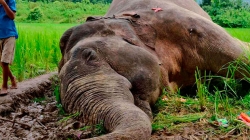 Para 2020, el 67% de los animales del planeta habrán sido exterminados y aniquilados, según W.W.F.